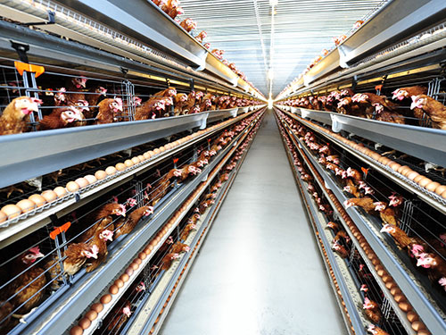 xuất khẩu lao động chăn nuôi gà tại Nhật Bản