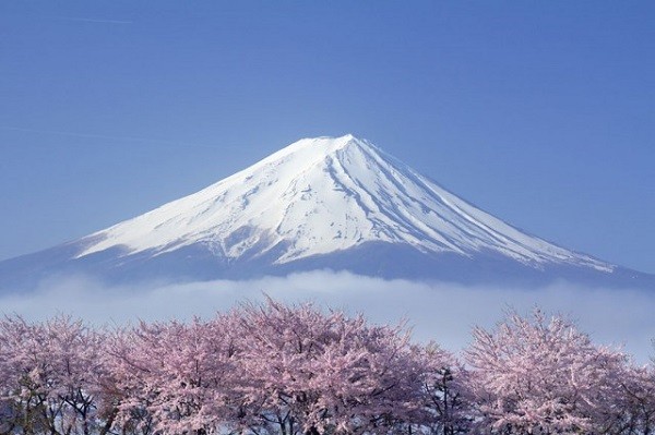 Hoa anh đào nở tại núi Phú Sĩ luôn đẹp nhất
