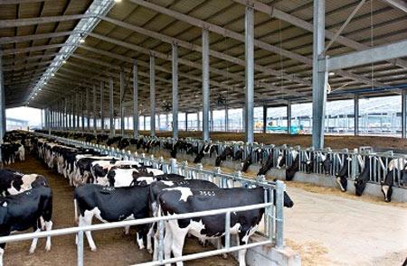 xuất khẩu lao động chăn nuôi bò sữa Nhật Bản