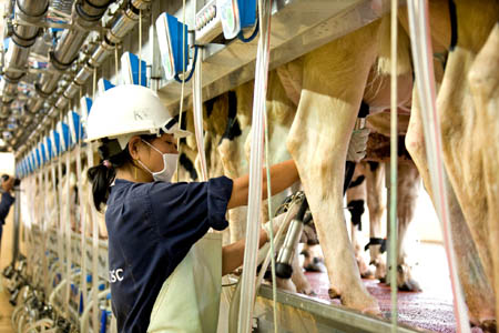 xuất khẩu lao động vắt sữa bò tại nhật bản