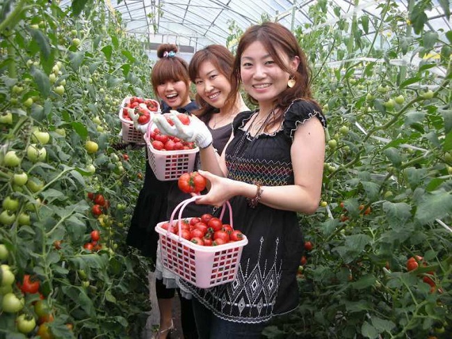 xuất khẩu lao động thu hoạch cà chua nhật bản