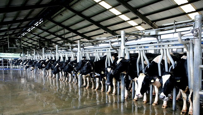 xuất khẩu lao động nuôi bò sữa nhật bản