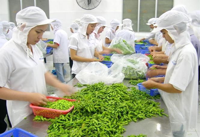 Nên đi xuất khẩu lao động Nhật Bản đơn hàng chế biến thực phẩm hay trồng rau