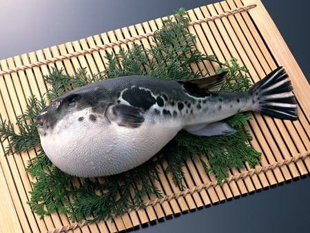 Chế biến cá Nóc - loài cá cực độc theo phong cách Nhật Bản