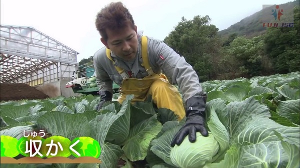 trồng rau xuất khẩu lao động Nhật bản