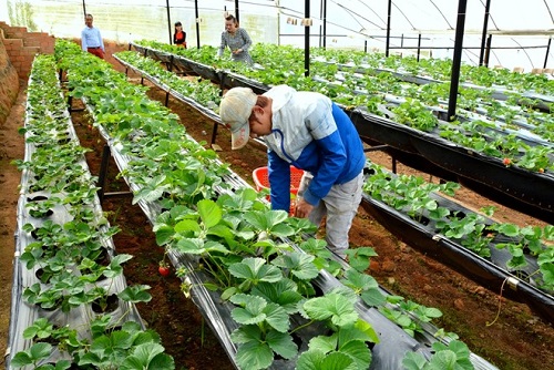 34 tuổi có đi XKLĐ Nhật Bản ngành nông nghiệp được không?