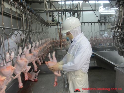 đơn hàng chế biến thịt gà làm việc tại Nhật Bản 