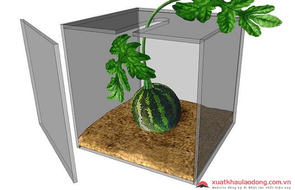 kỹ thuật trồng dưa hấu vuông