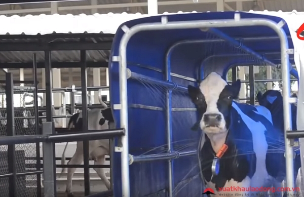 Khám phá công nghệ chăn nuôi bò sữa Nhật Bản