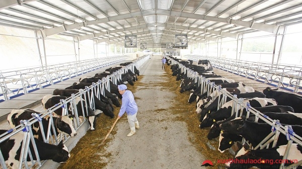 trang trại chăn nuôi bò sữa nhật bản