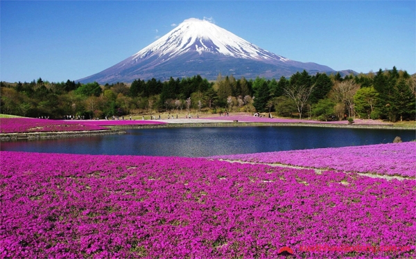 Khám phá núi Phú Sĩ - Biểu tượng linh thiêng của đất nước Mặt trời mọc
