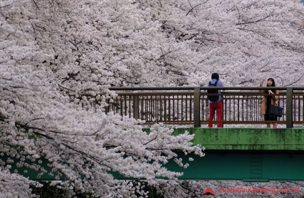 Ngất ngây giữa rừng hoa anh đào nở sớm tại Nhật Bản