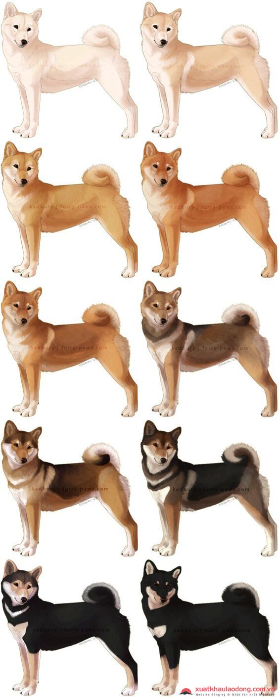 phat%20trien%20cho%20shiba.jpg