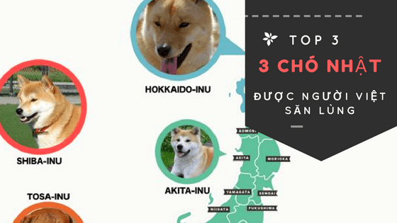 3 giống chó Nhật đẹp nhất được người Việt săn lùng