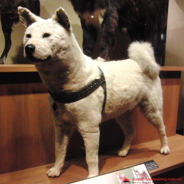 Xác của Hachiko được đặt tại bảo tàng Quốc gia 