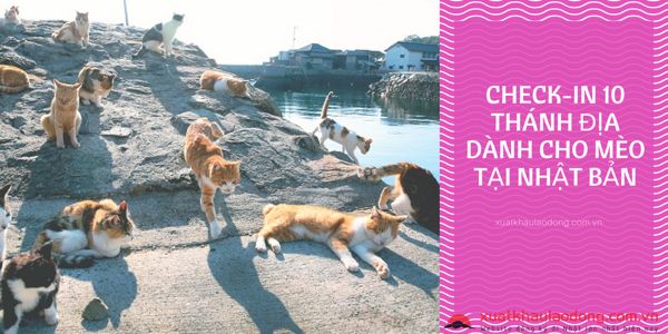 Check-in 10 thánh địa dành cho mèo tại Nhật Bản