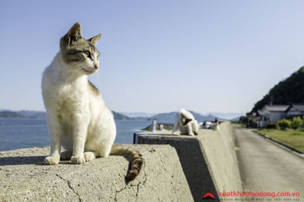 đảo mèo Sanagishima nhật bản