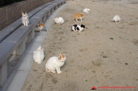  đảo mèo Genkaishima nhật bản