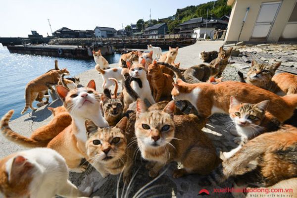 đảo mèo enoshima nhật bản