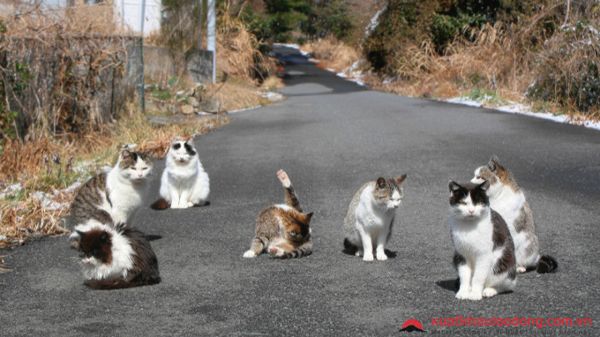 đảo mèo Tashirojima Nhật Bản