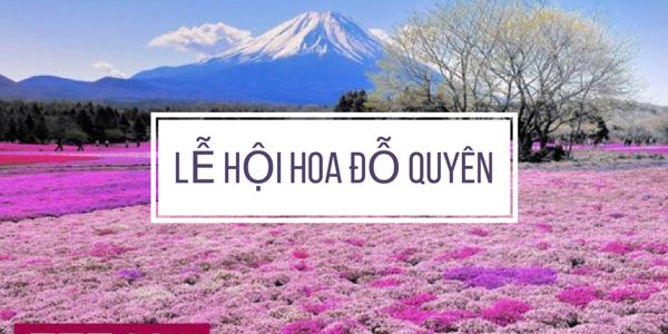 Rực rỡ sắc màu lễ hội hoa đỗ quyên tại Nhật Bản