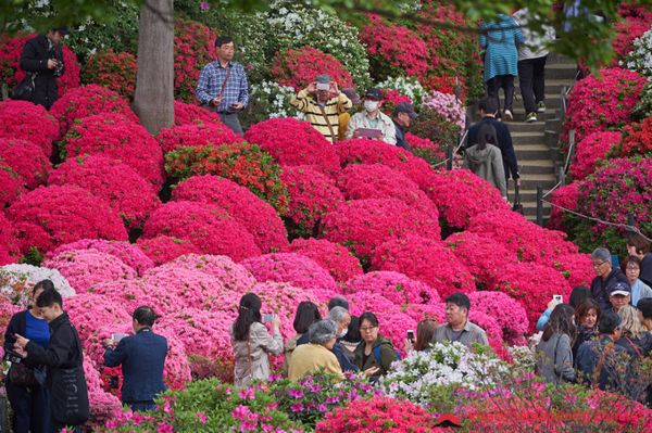 Rực rỡ sắc màu lễ hội hoa đỗ quyên tại Nhật Bản