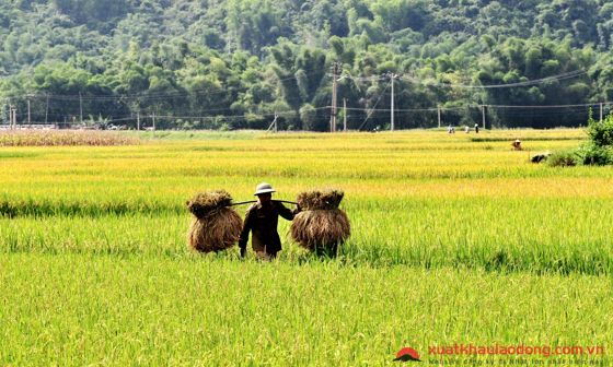 Đồng ruộng là nơi nuôi con người lớn lên