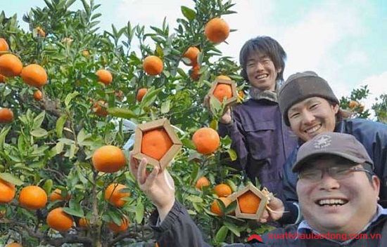Nông nghiệp tại Ehime rất phát triển