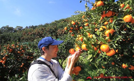Quýt Mikan là loại nông sản nổi tiếng nhất Nhật Bản