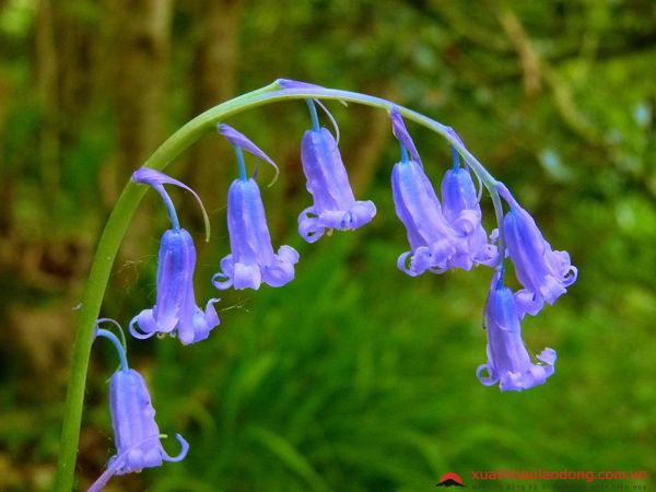 các loài hoa nhật bản - hoa chuông xanh