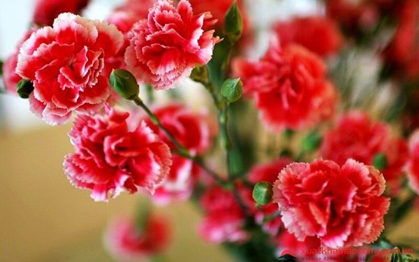 các loài hoa nhật bản - hoa cẩm chướng