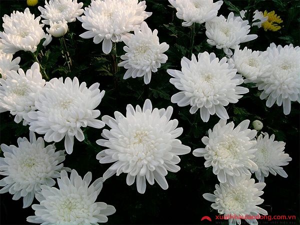 các loài hoa nhật bản - hoa cúc trắng