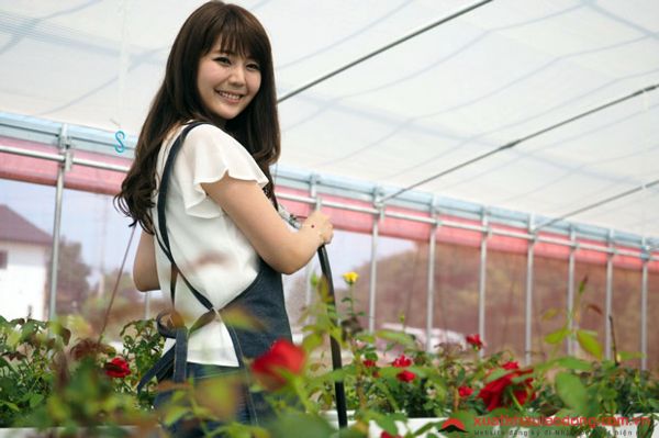 đơn hàng trồng hoa nhà kính tại gifu