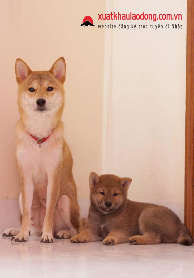 Chó Shiba – THÁNH Drama có gương mặt biểu cảm độc nhất thế giới