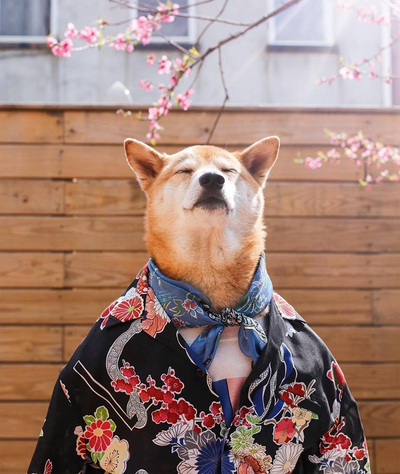 Chó Shiba – THÁNH Drama có gương mặt biểu cảm độc nhất thế giới