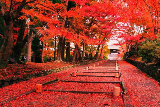 Những địa điểm HOT check-in lá phong đỏ đẹp nhất tại Nhật Bản 2019