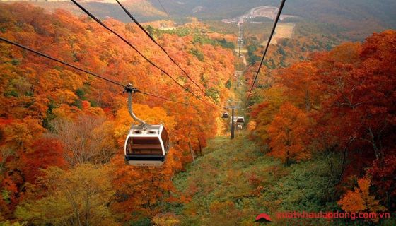 Lá đỏ trên cao nguyên Nasu - Tochigi