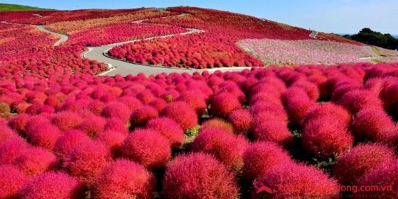 Cỏ Kochia đã nhuộm đỏ thắm mặt đồi Miharashi.