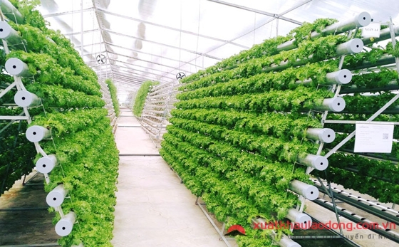 Đi XKLĐ Nhật Bản tại tỉnh Kumamoto nên chọn đơn hàng gì LƯƠNG CAO?