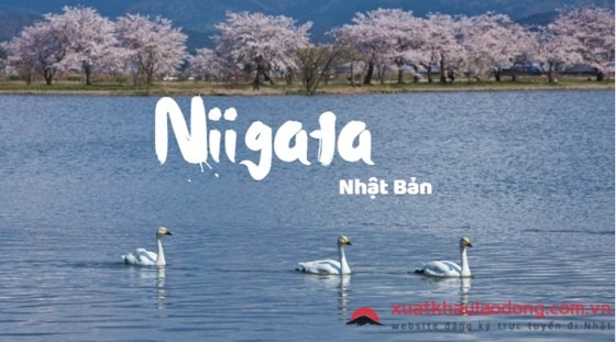 Niigata Nhật Bản – thiên đường của gạo ngon, rượu thơm và người đẹp