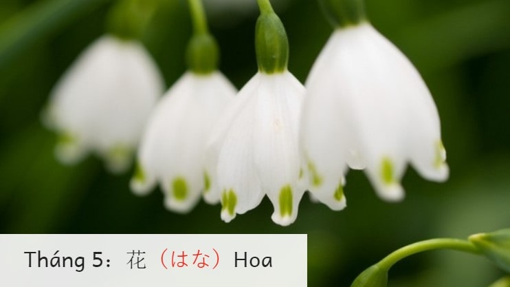 https://xuatkhaulaodong.com.vn/TIẾT LỘ ý nghĩa tháng sinh của bạn theo cách của người Nhật