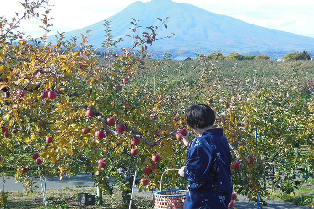 ​Tỉnh Aomori Nhật Bản – thủ đô của táo