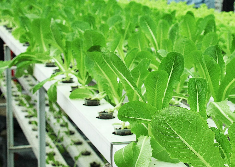 Có nên đi XKLĐ Nhật đơn hàng trồng rau nhà kính không?