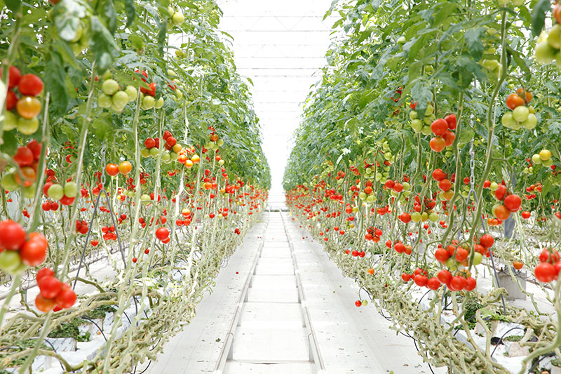 TUYỂN GẤP 15 nữ trồng cà chua nhà kính tại Kumamoto, LƯƠNG HẤP DẪN