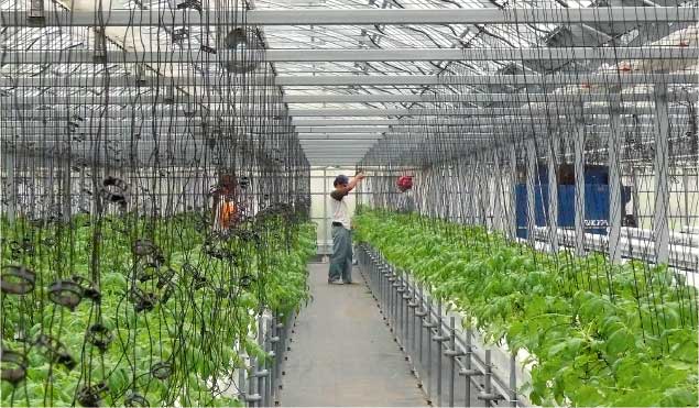 TUYỂN GẤP 15 nữ trồng cà chua nhà kính tại Kumamoto, LƯƠNG HẤP DẪN