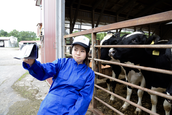 Đơn hàng chăn nuôi bò sữa tại Hokkaido sữa LƯƠNG SIÊU CAO, tuyển gấp 03/2023
