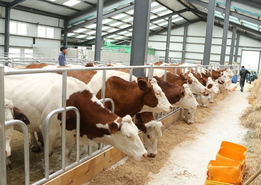 đơn hàng 15 nam sản xuất bìa cáĐơn hàng chăn nuôi bò sữa tại Hokkaido sữa LƯƠNG SIÊU CAO, tuyển gấp 03/2023t tông lương 165,440 yên/tháng tại Hyogo