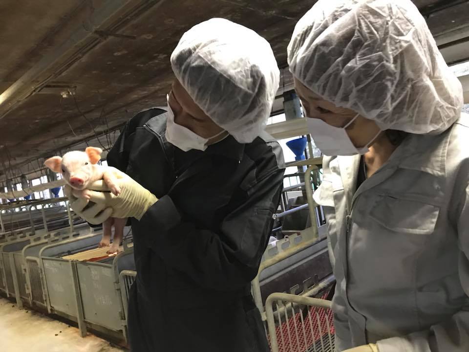 đơn hàng chăn nuôi lợn tại Tochigi, Nhật Bản