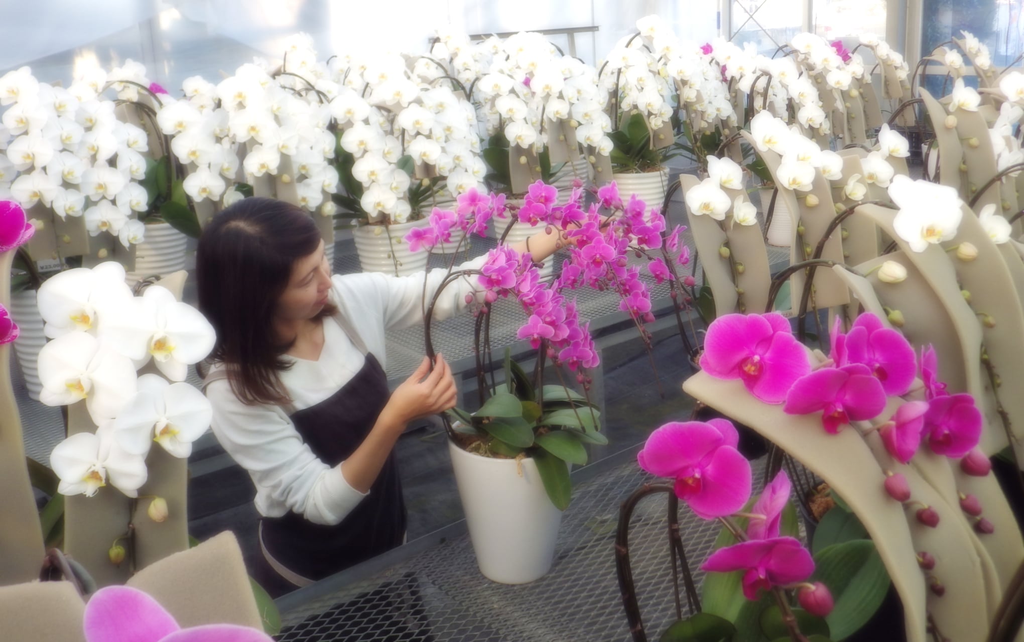 Đơn hàng trồng hoa trong nhà kính  lương cao tại Gifu 