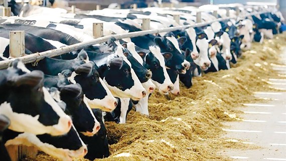 đơn hàng visa đặc định chăn nuôi bò sữa